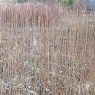 نهال گل انار