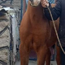 2ساله پرخون