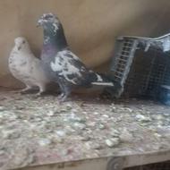 3 جفت نر وماده درجه یک پرش روی3ساعت