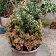 گل صخره ای وگلهای دیگر