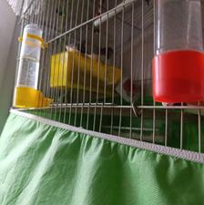 فروش پرنده فنچ نر و ماده