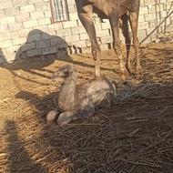 شیر شتر دوغ شتر ارسال به تمام نقاط کشور