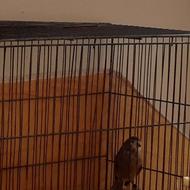 قناری نر سفت بخوون