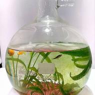 بالن 20لیتری پیرکس مارک یونی کلس