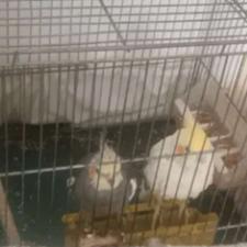 عروس هلندی جفت مولد بشرط تخم و جوجه