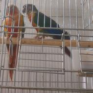 گرینچیک مولدوجوجش