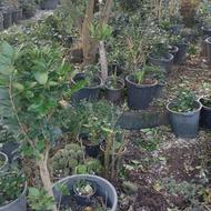 یاس هلندی سطل 3/5وده تعداد 2000عدد