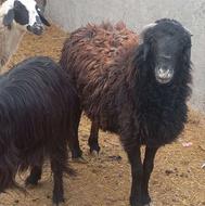 گوسفند زنده گوساله زنده قصاب سلاخ