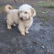 سگ نژاد شیتزو نر واگذار