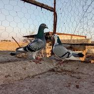 کوتر یا پرنده