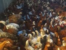 فروش نیمچه مرغ و خروس گلپایگانی اصلاح تولید در شیپور