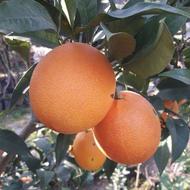 باغ با دسترسی عالی