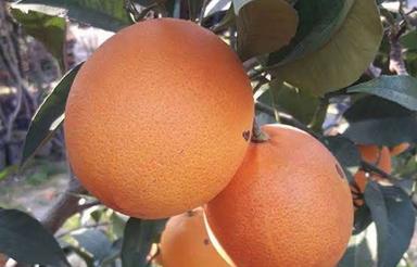 باغ با دسترسی عالی