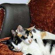 گربه واگذاری