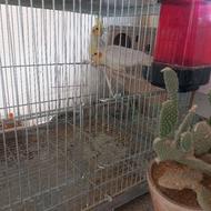 عروس هلندی لوتینو اماده تخم