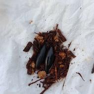 مهره مار شاه کبری افریقایی