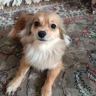 واگذاری سگ پامرامین