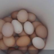 تخم مرغ رسمی مصرفی و نطفه دار