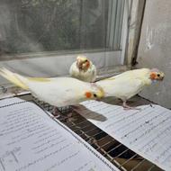 جوجه طوطی عروس