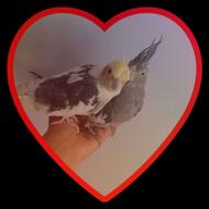 دو عدد عروس هلندی رام رام کاملا دستی اوازه خوان