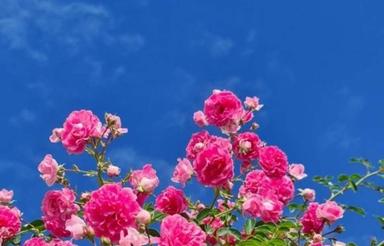 زمین 600 متری