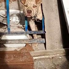 واگذاری توله پیتبول