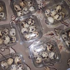 فروش تخم بلدرچین دانه 9000خوراکی