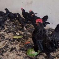 مرغ جهت ذبح قربانی کردن سیاه سفید