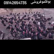 بوقلمونها مهاباد