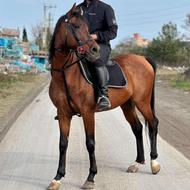 فروش اسب عرب ایرانی