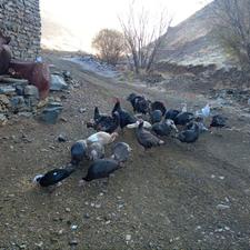 قلی محلی خومالی