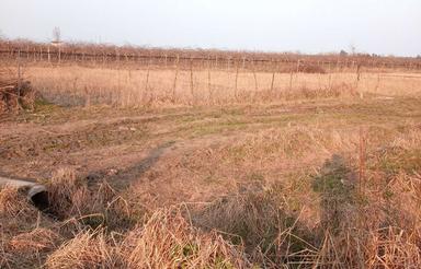 فروش بیجار داخل محله بخش جوکندان تالش