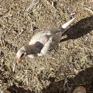 یک مرغ لاری با دوتا مرغ شاخدار