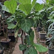 جذب نیروی کار آقا و خانم در زمینه کارهای گلخانه ای