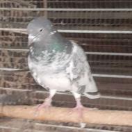 کبوتر پاکستانی