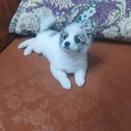 سگ پامرئن پاندا نر رنگ سفید و خاکستری