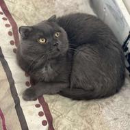 گربه اسکاتیش فولد