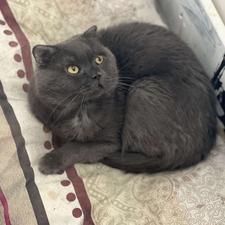 گربه اسکاتیش فولد