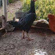 مرغ لاری مشکی