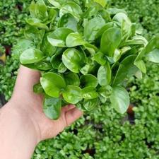 پیش فروش سبزه نارنج