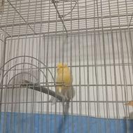 قناری سوپر درجه یک