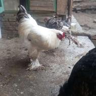 مرغ خروس برهما دو عدد جوجه برهما