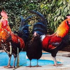 فروش مرغ و خروس جوان نژاد دار و خالص