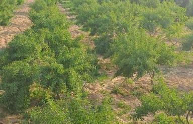 باغ کشاورزی