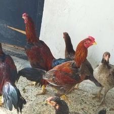 مرغ وخروس لاری