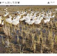 اردک محلی شالیزار دابو روستای تیرویجان