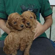 توی پودل های اصیل