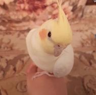 عروس هلندی نر