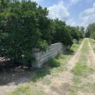 3855متر باغ مرکبات دارای سند ثبتی واقع در کیاکلا جاده بهنمیر