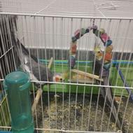 دو پرنده عروس هلندی نر